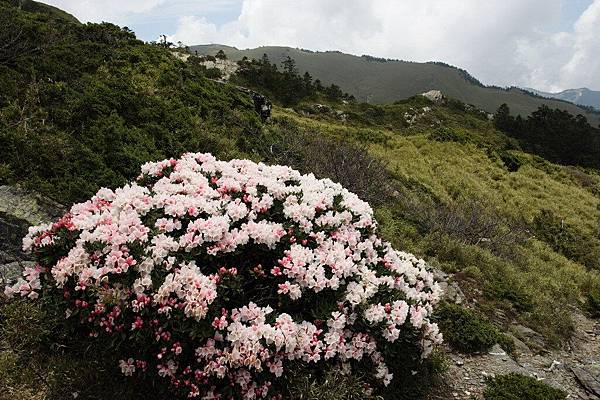 高山杜鵑