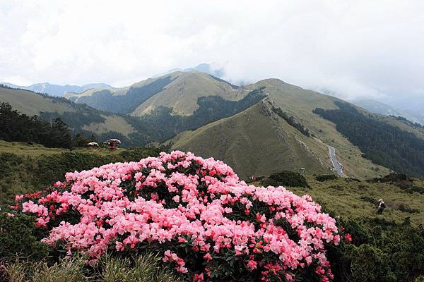 高山杜鵑