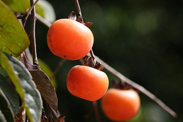 樹上的紅柿