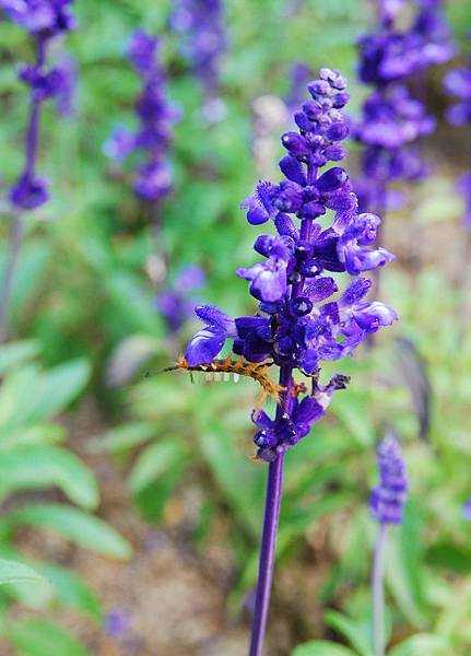 DSC_2817.JPG DSC_2817.JPG