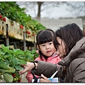 20130303-strawberry-07