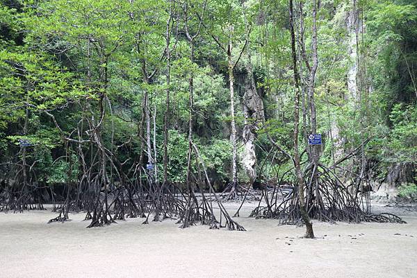 IMG_0833.JPG IMG_0833.JPG