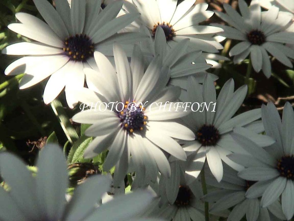 African-Daisy4.jpg