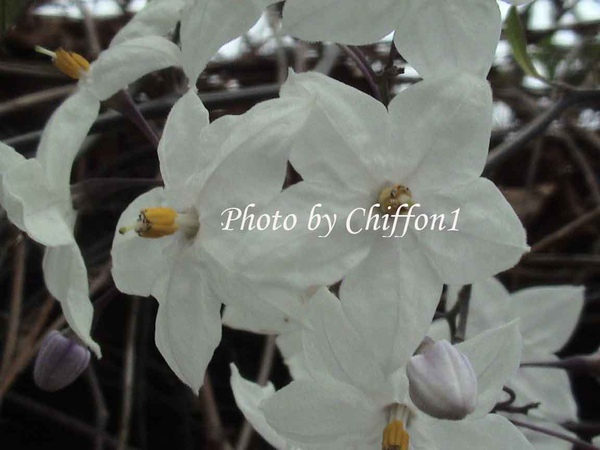 white-potato-vine4.jpg