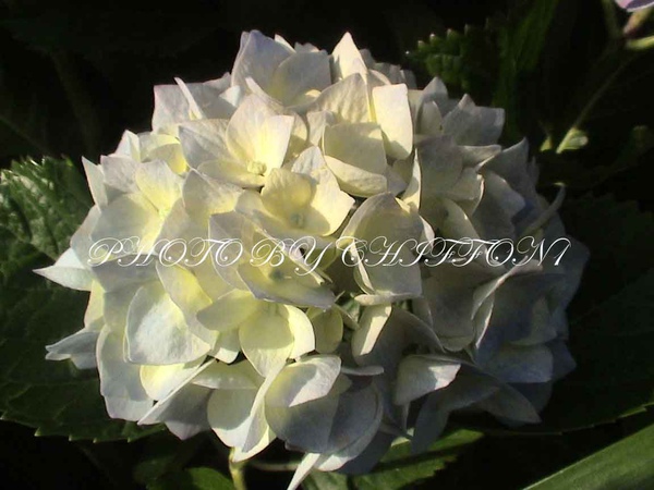 Hydrangea macrophylla7.jpg