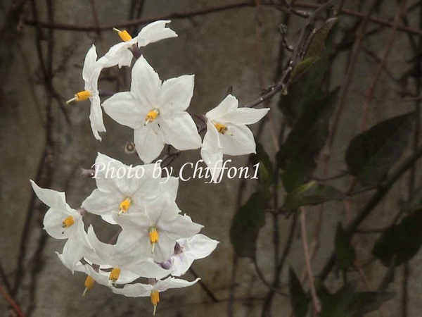 white-potato-vine1.jpg