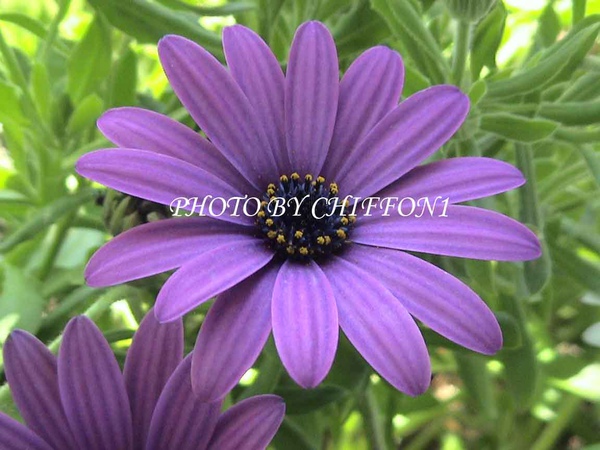 African-Daisy10.jpg