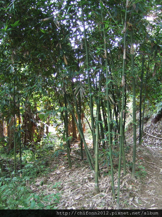 綠竹筍1
