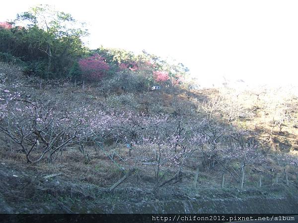 98.1.29 中橫(清境路段 上午9點37分)