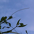 20130813_055810.jpg