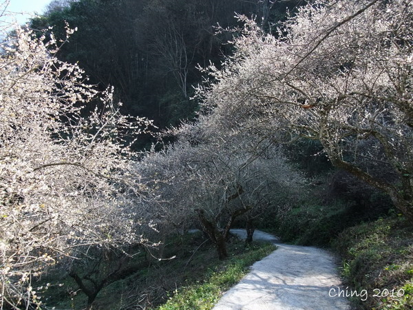 一路上梅花好多