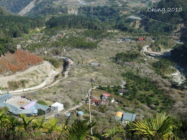 檳榔樹壞了風景