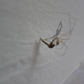 2014.1.4~吃蚊子的蜘蛛2.JPG