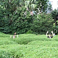IMG_1290.JPG