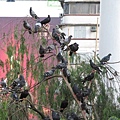 IMG_1309.JPG