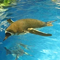 IMG_1616.JPG