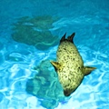 IMG_1638.JPG