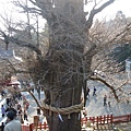 這是有百年歷史的樹!