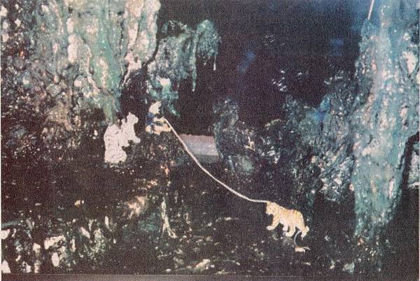 義雲高大師(H.H.第三世多杰羌佛) 義雲高大師(H.H.第三世多杰羌佛)