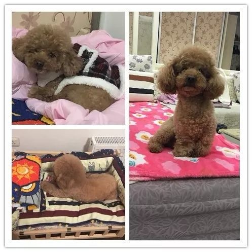 一位拒絕離開武漢的母親寫下《宅家日記》 一位拒絕離開武漢的母親寫下《宅家日記》