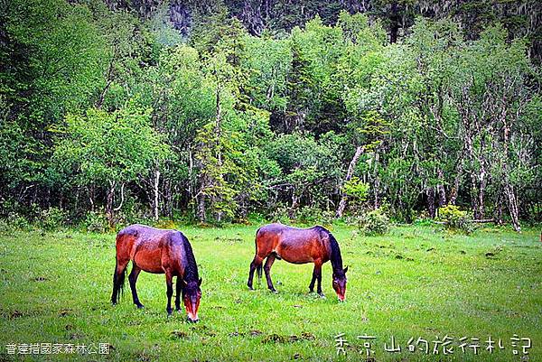 普達措國家森林公園-27