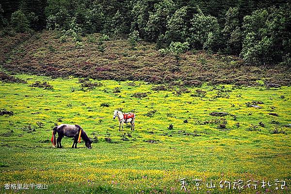 香格里拉千湖山-82