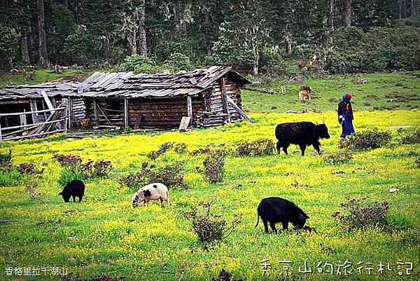 香格里拉千湖山-90