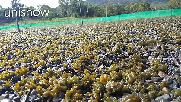 宇相生物科技-雨來菇培育