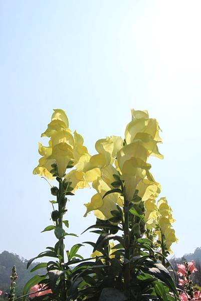 103-2-1大溪~富田花園農場