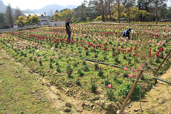 103-2-1大溪~富田花園農場