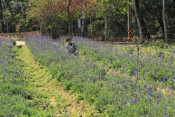 103-2-1大溪~富田花園農場