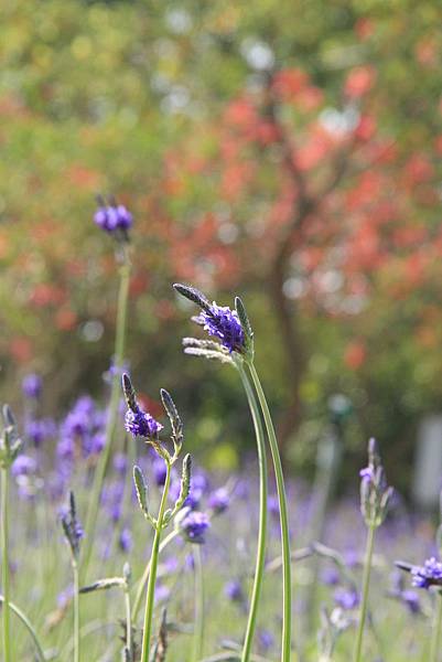 103-2-1大溪~富田花園農場