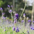 103-2-1大溪~富田花園農場