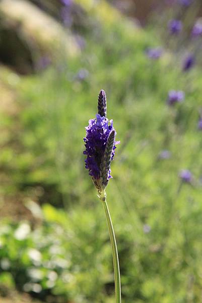 103-2-1大溪~富田花園農場