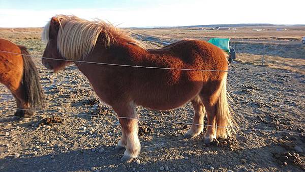 106-11-11冰島馬
