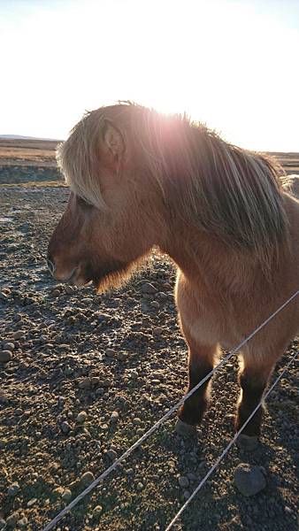 106-11-11冰島馬