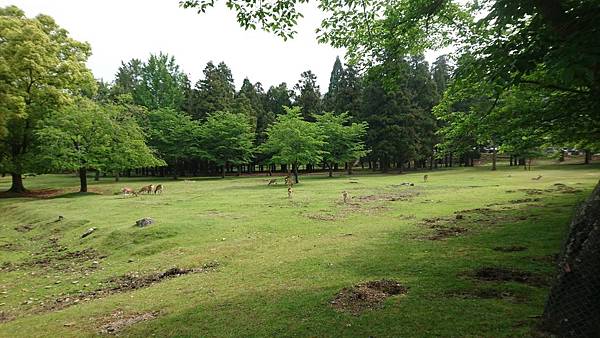 107-5-17奈良~奈良公園