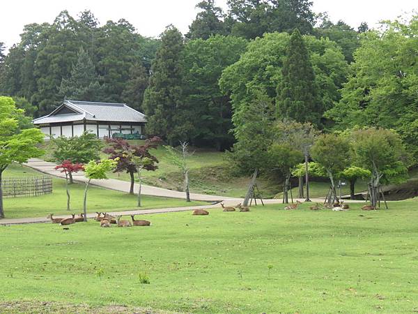 107-5-17奈良~奈良公園