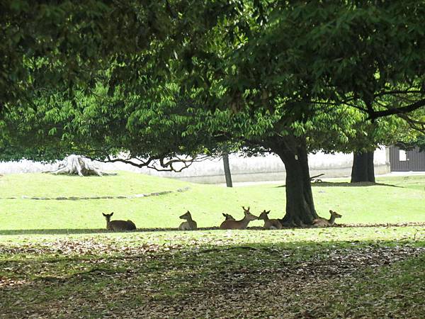 107-5-17奈良~奈良公園