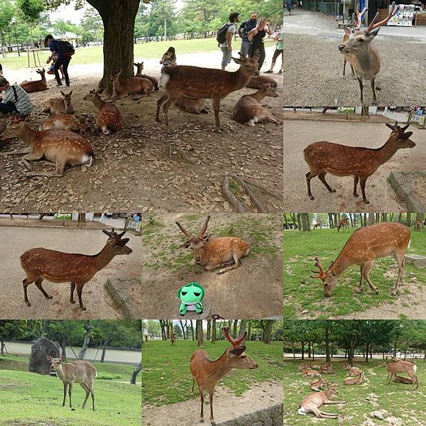 107-5-17奈良~奈良公園