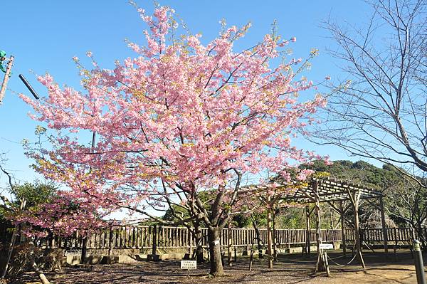 DSC_8077.JPG DSC_8077.JPG