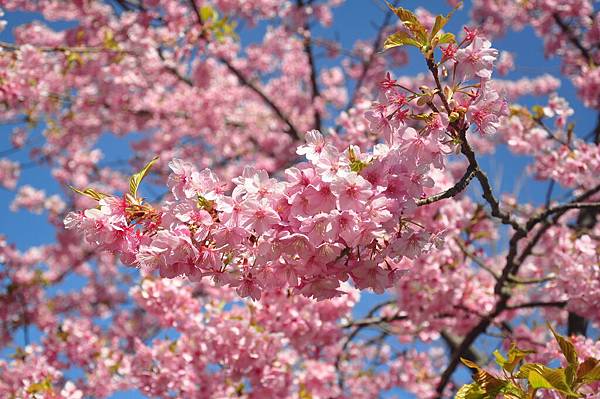 DSC_8079.JPG DSC_8079.JPG