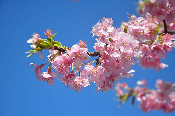 DSC_8337.JPG DSC_8337.JPG