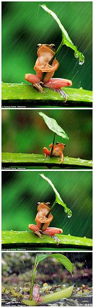 抱著樹葉躲雨的可愛樹蛙