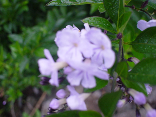 隨便照小花