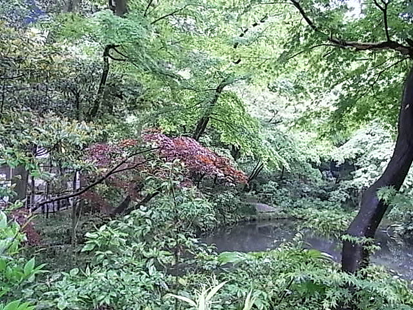 0511鎌倉鶴岡八幡宮庭.JPG