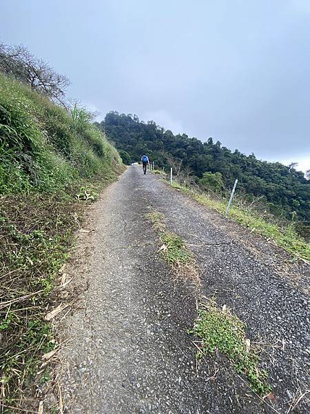 馬那邦山｜苗栗泰安｜小百岳#37｜樹叢迷路驚魂記