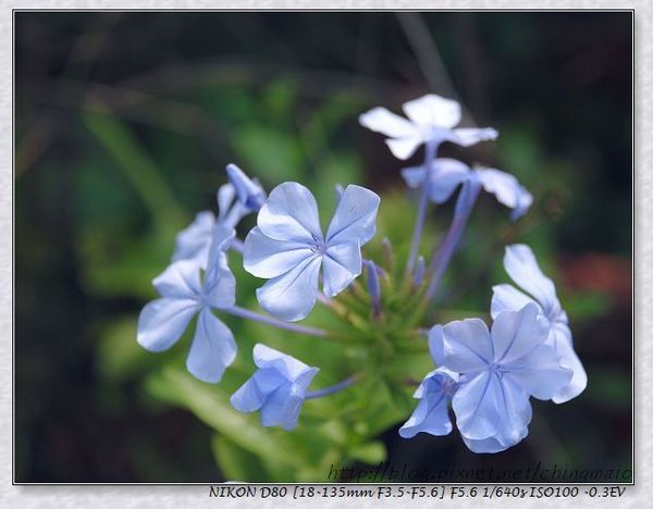 藍雪花_nEO_IMG.jpg