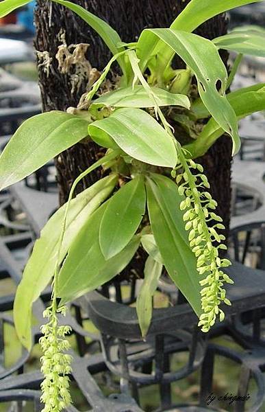 nEO_IMG_Liparis elliptica nEO_IMG_Liparis elliptica