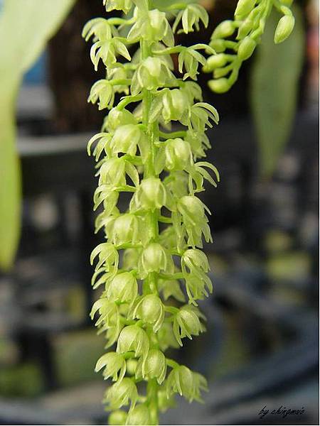 nEO_IMG_Liparis elliptica-1 nEO_IMG_Liparis elliptica-1